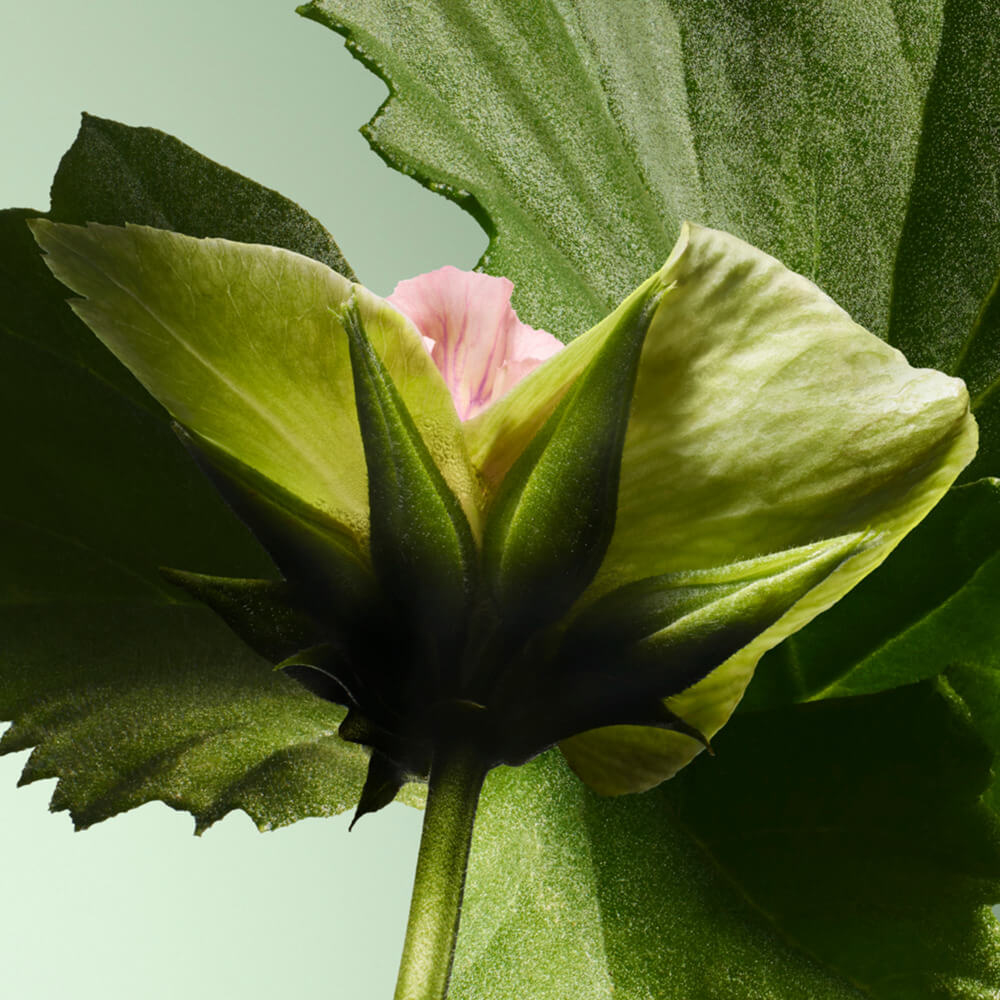 PRADA PARADIGME EAU DE PARFUM (SET DE FRAGANCIAS)